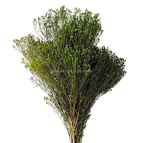 Artipistilos Bouquet De Broom Preservado - 50 X 30 Cms. Aprox, Verde - Flores Preservadas