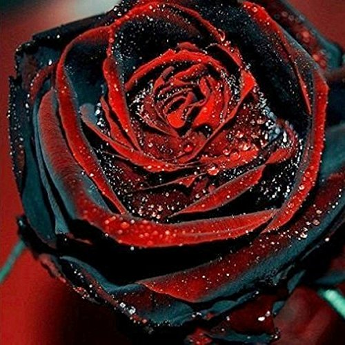 iDealhere Dragon Rosa Flor Jardín Plantas Semillas 20 Semillas (Negro ) iDealhere Dragon Rosa Flor Jardín Plantas Semillas 20 Semillas (Negro )