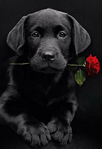 Proyecto de manualidades,DIY 5D Kit de pintura de diamante por número cuadro mosaico de cuentas en 5D con diseño de un perro labrador con una rosa, para decoración mural del hogar 40 x 30 cm