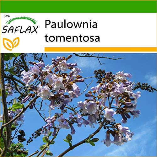 SAFLAX - Paulonia - 200 semillas - Con sustrato estéril para cultivo - Paulownia tomentosa
