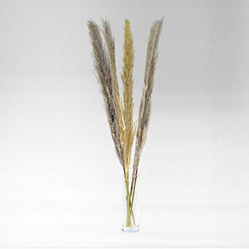 Hierba de Pampas de 120 cm de alto, secas, soporte de flores de 80 cm de alto, decoración natural XXL en estilo bohemio, moderna decoración de flores secas para salón, dormitorio o vestíbulo Hierba de Pampas de 120 cm de alto, secas, soporte de flores de 80 cm de alto, decoración natural XXL en estilo bohemio, moderna decoración de flores secas para salón, dormitorio o vestíbulo