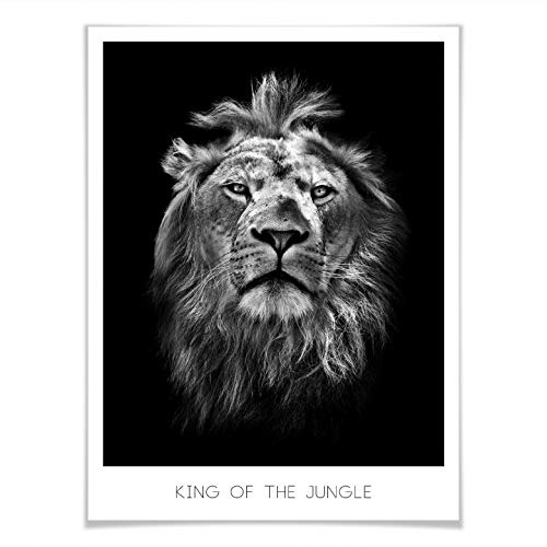 Póster Lion – King of the Jungle León Rey de los animales majestuosos en blanco y negro, fotografía africana salvaje sin accesorios, 120 x 150 cm