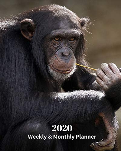 2020 Weekly and Monthly Planner: Chimpanzee - Monthly Calendar with U.S./UK/ Canadian/Christian/Jewish/Muslim Holidays– Calendar in Review/Notes 8 x 10 in.-Primates Animals