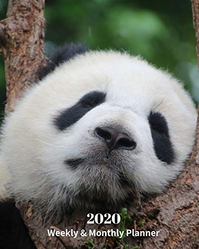 2020 Weekly and Monthly Planner: Panda Bear - Monthly Calendar with U.S./UK/ Canadian/Christian/Jewish/Muslim Holidays– Calendar in Review/Notes 8 x 10 in.-Bear Nature Animals