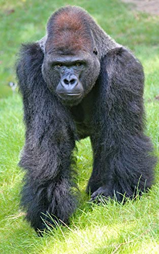 Notebook: Gorilla lowland west monkey primate male mammal ape chimpanzee orangutan western