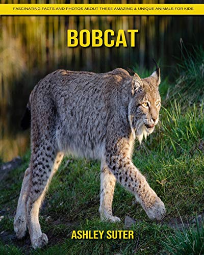 Bobcat: Fascinating Facts and Photos about These Amazing & Unique Animals for Kids