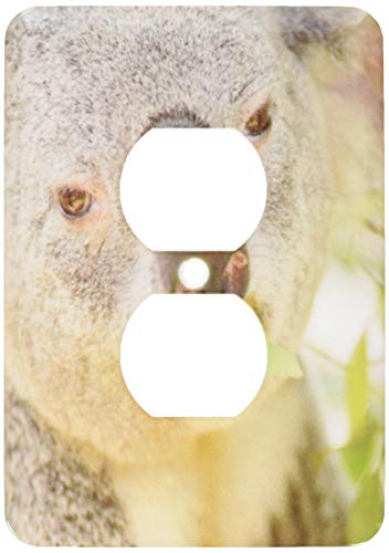 Receptáculo único dúplex, placa de pared de salida Queensland Koala Bear, eucalipto, zoológico de San Diego, Ca Us05 Mpr0030 Maresa Pryor 2 enchufe cubierta