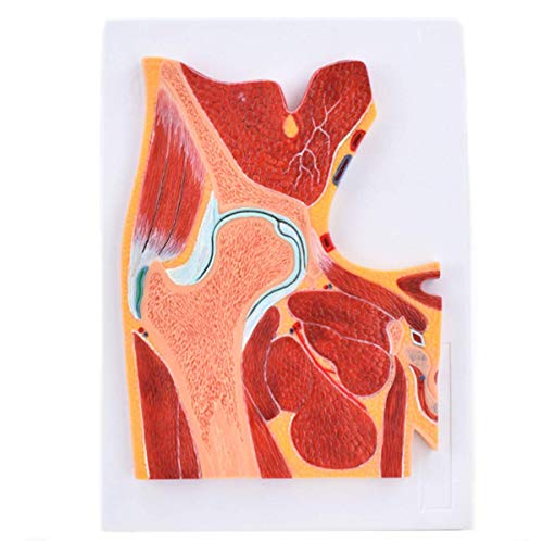 LBYLYH Anatomía Humana Hip Modelo ESQUISO Modelo DE MUSA DE Hip Conjunta DE MRI Equipo de investigación médica MRI