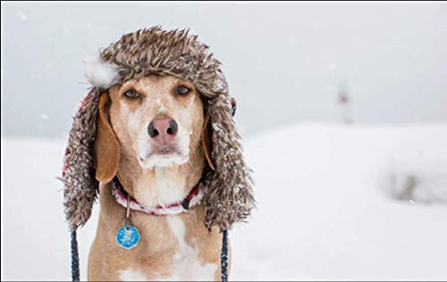 SmartSpo Puzzle de 1000 de Madera Rompecabezas Perro con Gorro de Nieve Juegos Infantiles Juguetes Rompecabezas Juego de SmartSpo Puzzle de 1000 de Madera Rompecabezas Perro con Gorro de Nieve Juegos Infantiles Juguetes Rompecabezas Juego de
