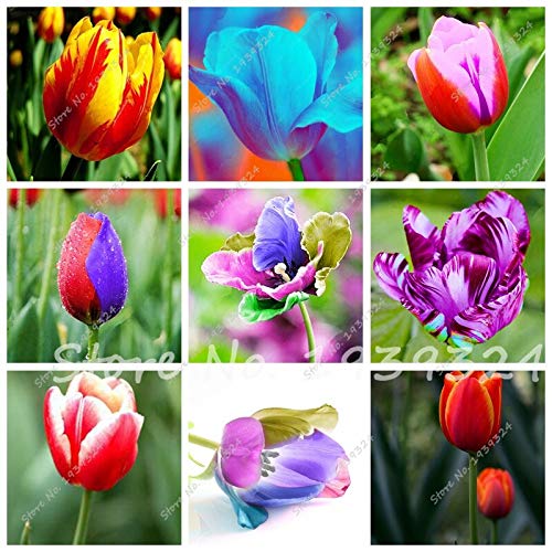 Mixto: 100 piezas de semillas de tulipán holandés (no bulbos de tulipán) tulipanes en macetas semillas frescas flor de bonsái flores de tulipán holandés flores para jardín
