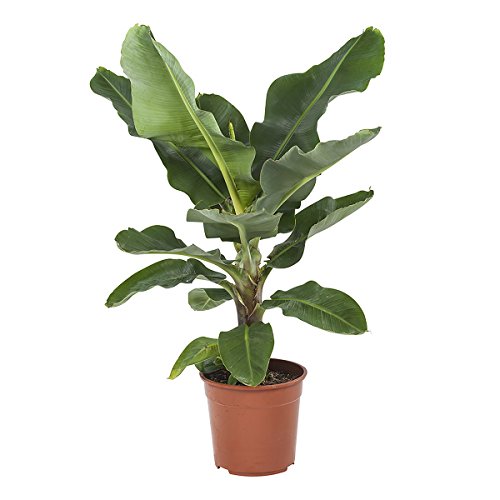 Planta de interior – Musa – Altura: 75 cm