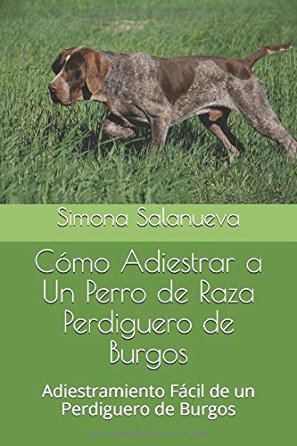 Cómo Adiestrar a Un Perro de Raza Perdiguero de Burgos: Adiestramiento Fácil de un Perdiguero de Burgos
