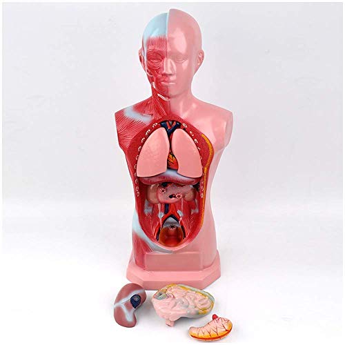 HaoLi Modelo anatómico de Torso Masculino Visual 4d, Cuerpo Humano Juvenil, órgano Interno, corazón, Estructura del Sistema digestivo, Modelo de anatomía y Materiales educativos