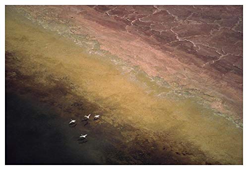 Obras de Arte Italia Lesser Flamingo rebaño de cuatro pisos de refresco en el borde del lago Magadi, Kenia-Arte de papel 50x34"