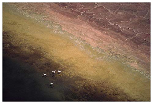 Obras de Arte Italia Lesser Flamingo rebaño de cuatro pisos de refresco en el borde del lago Magadi, Kenia-Arte de papel 62"x42"