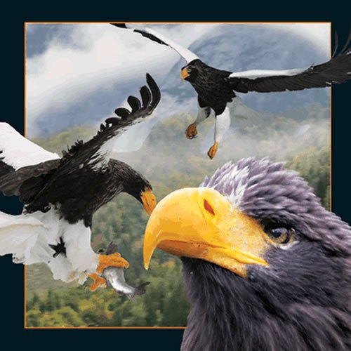 Postal 3D Lenticular – Sea Eagle