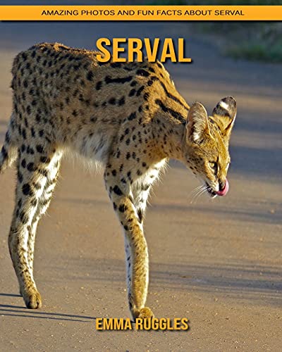 Serval: Amazing Photos and Fun Facts about Serval